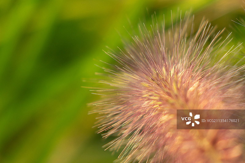 狗尾巴草特写图片素材