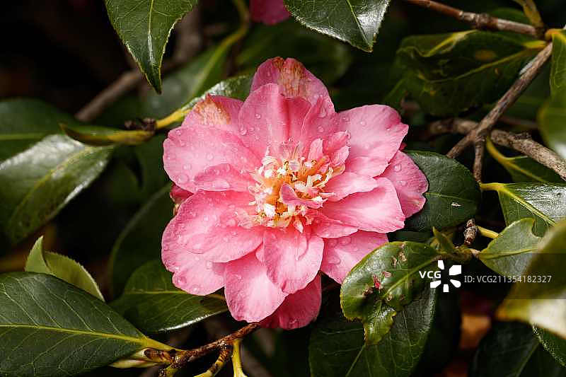 粉色玫瑰花特写，新西兰达尼丁图片素材