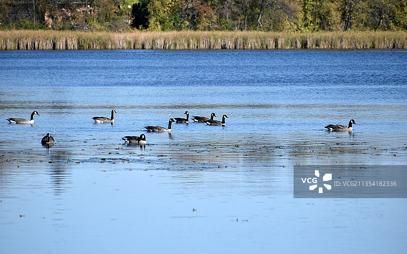 美国明尼苏达州明尼阿波利斯湖中游动的鸭子高视角图片素材