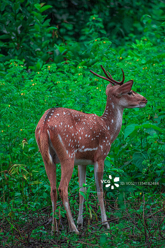站在田野上的轴鹿的侧面图图片素材