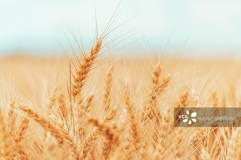 塞尔维亚的麦田特写图片素材