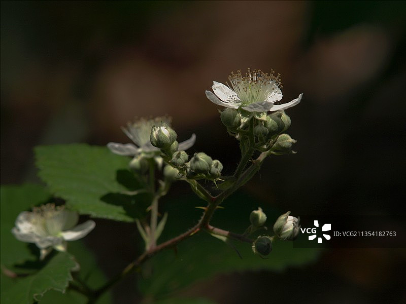 意大利韦尔切利里梅拉的开花植物特写图片素材