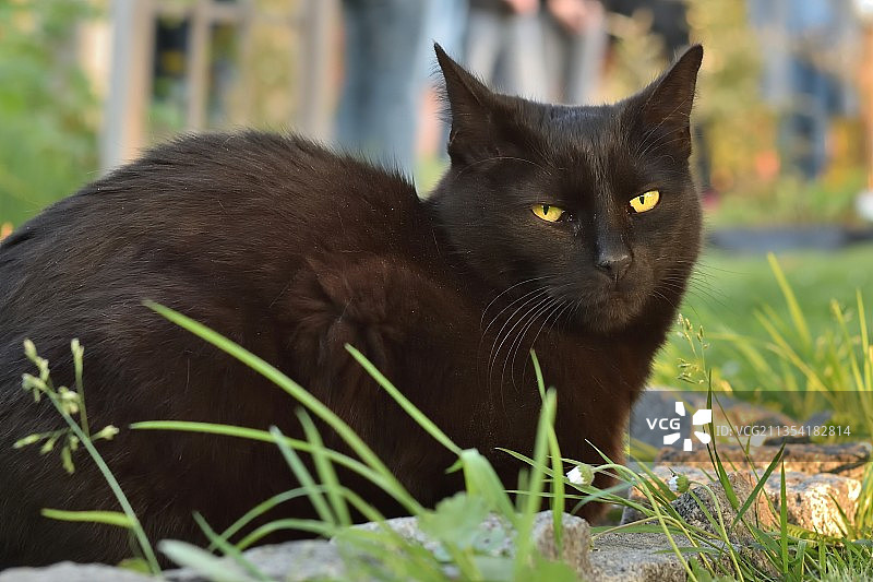 黑猫特写肖像图片素材