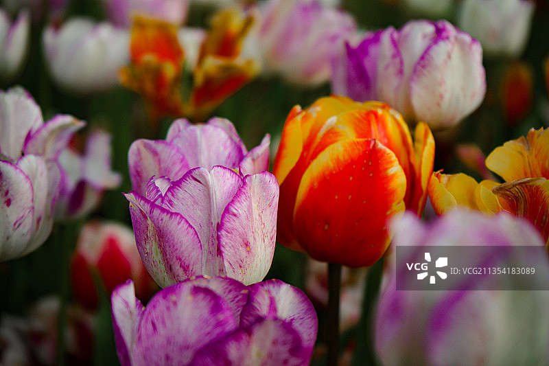 粉红郁金香的特写图片素材