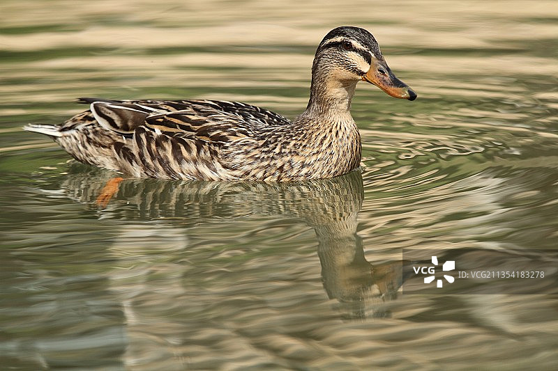 女性野鸭图片素材