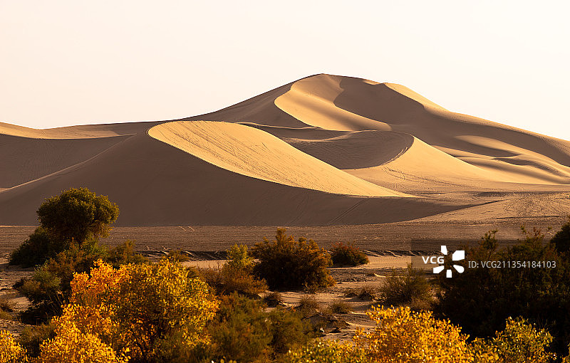 哈密大南湖原生胡杨保护林图片素材
