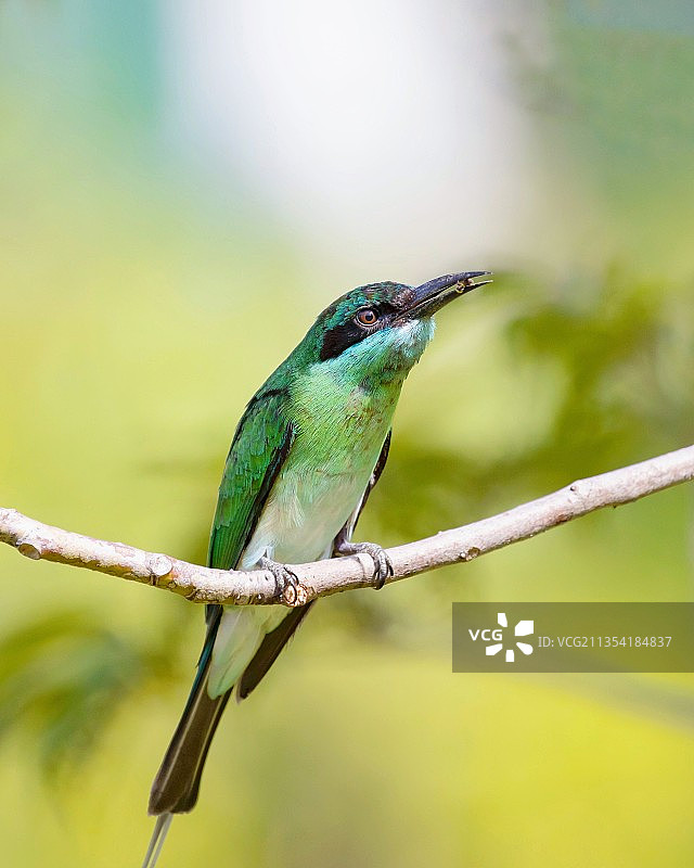 蓝喉蜂虎捕食图片素材
