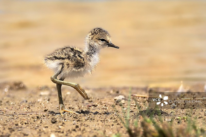 鸻科鸟类栖息在沙滩上的特写图片素材