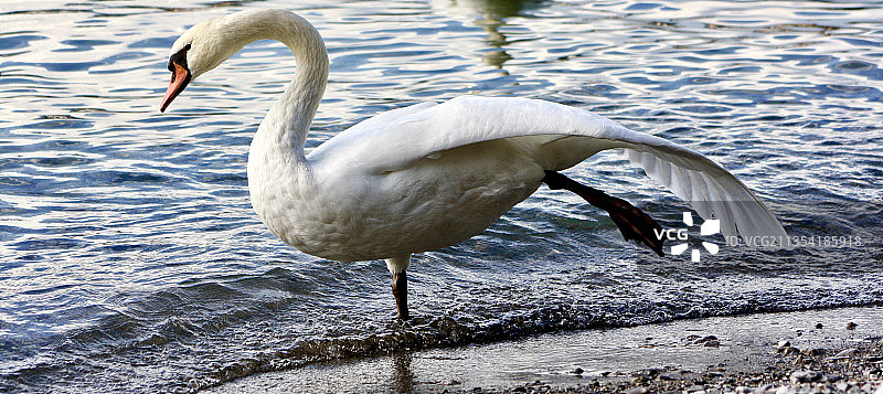 在湖中游泳的大天鹅特写图片素材