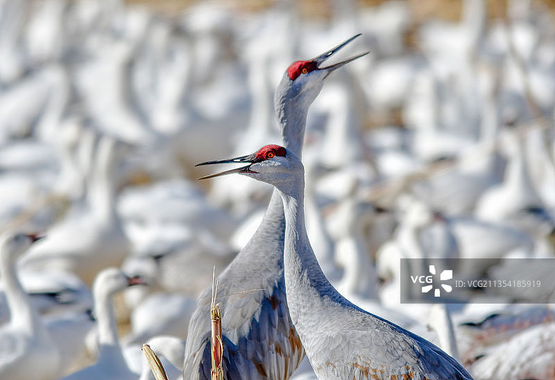 户外栖息的起重机特写图片素材