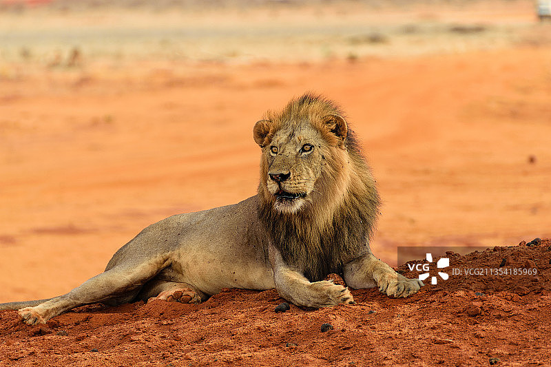 肯尼亚田野中坐着的狮子肖像图片素材
