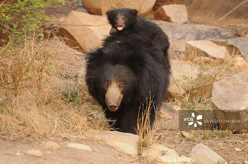 印度岩石上坐着的懒熊肖像图片素材