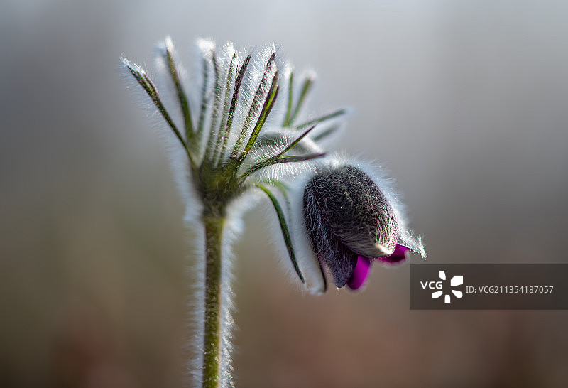 蓟花特写图片素材