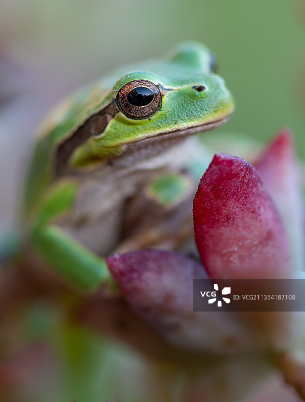 欧洲树蛙在植物上的特写图片素材