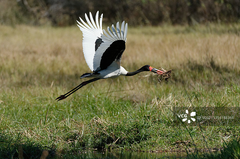 鹳鸟飞越湖面的侧面图图片素材