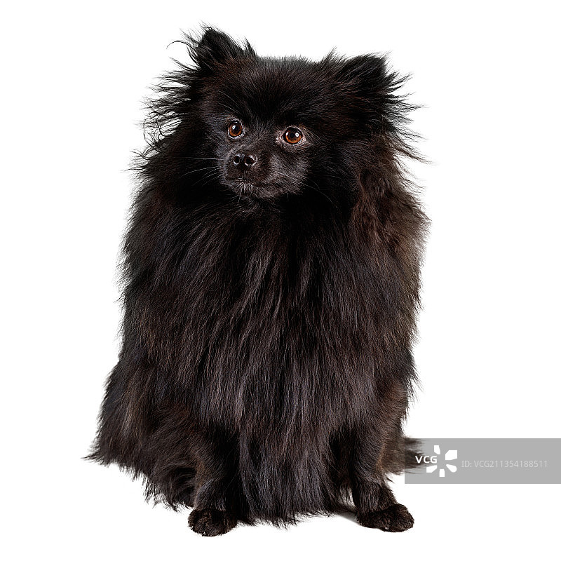 白色背景上的黑色贵宾犬的肖像照片图片素材