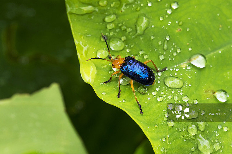 树叶上昆虫的特写镜头图片素材