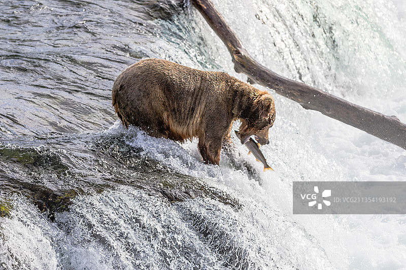 棕熊捕鱼图片素材