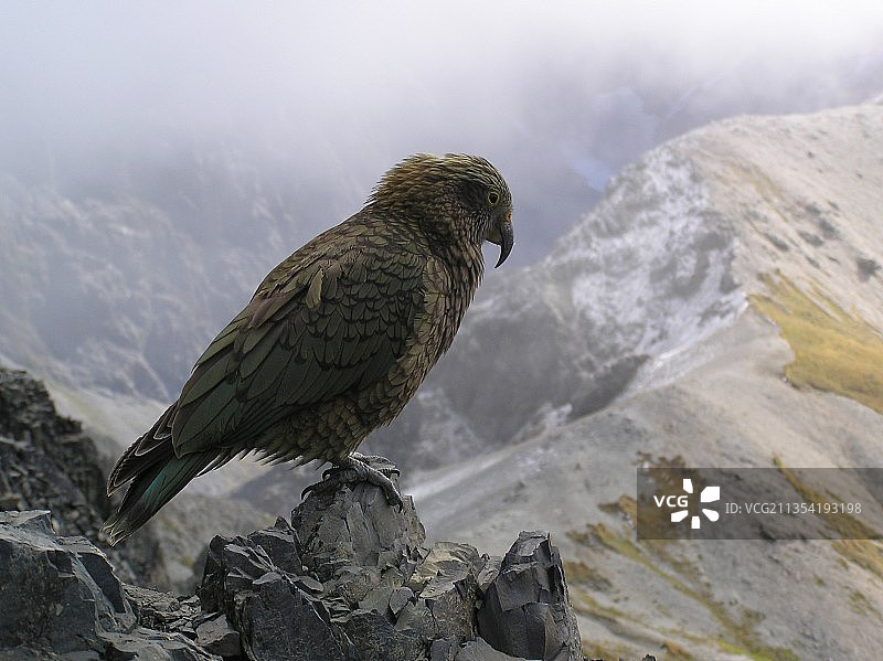 啄羊鹦鹉栖息在山上特写图片素材