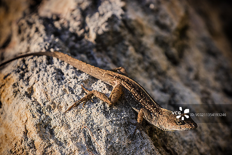 岩石上变色蜥蜴的特写图片素材