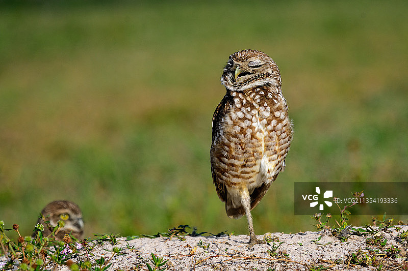 栖息在田野上的穴鸮特写图片素材