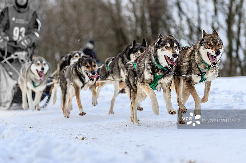 雪地上奔跑的狗的侧视图图片素材