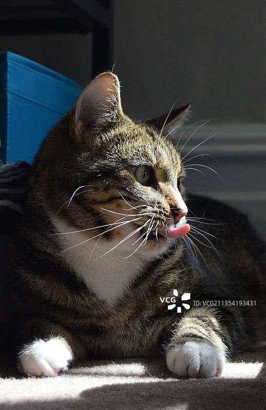 居家放松的猫咪特写图片素材