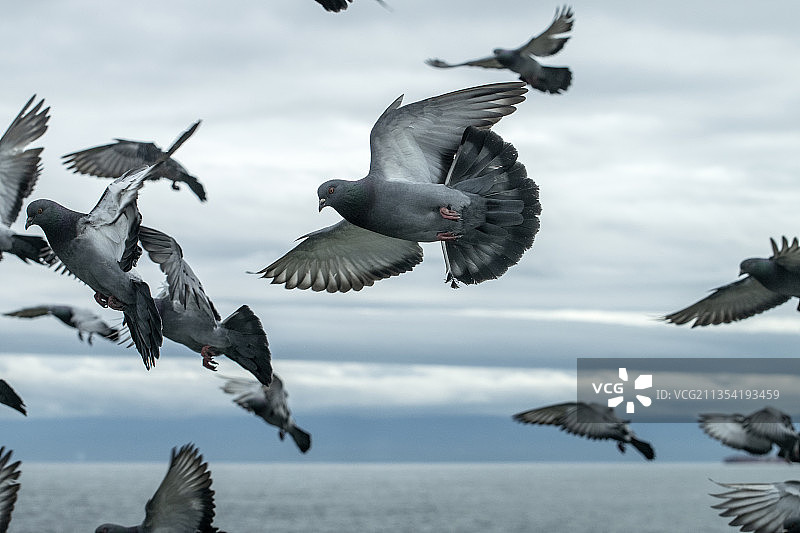 海鸥飞过大海，天空的低角度视图图片素材