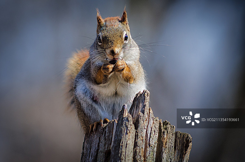 木头上灰色美洲红松鼠的特写图片素材