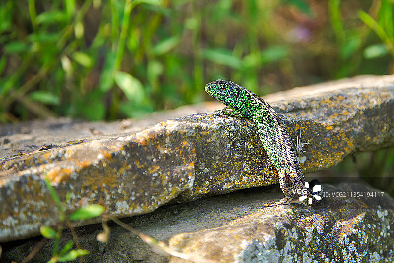 德国内卡河畔罗滕堡岩石上的欧洲壁虎特写图片素材