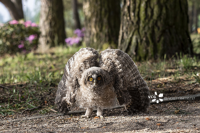 大灰猫头鹰在树干上特写图片素材