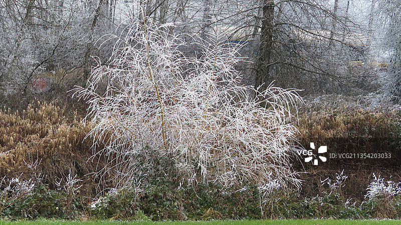 加拿大不列颠哥伦比亚省伯纳比森林中的田野树木图片素材