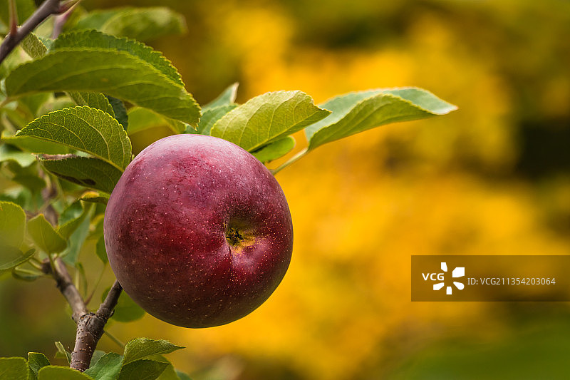 加拿大富兰克林树上生长的苹果特写图片素材