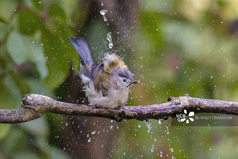 中国云南楚雄栖息在树枝上的鸣禽特写图片素材
