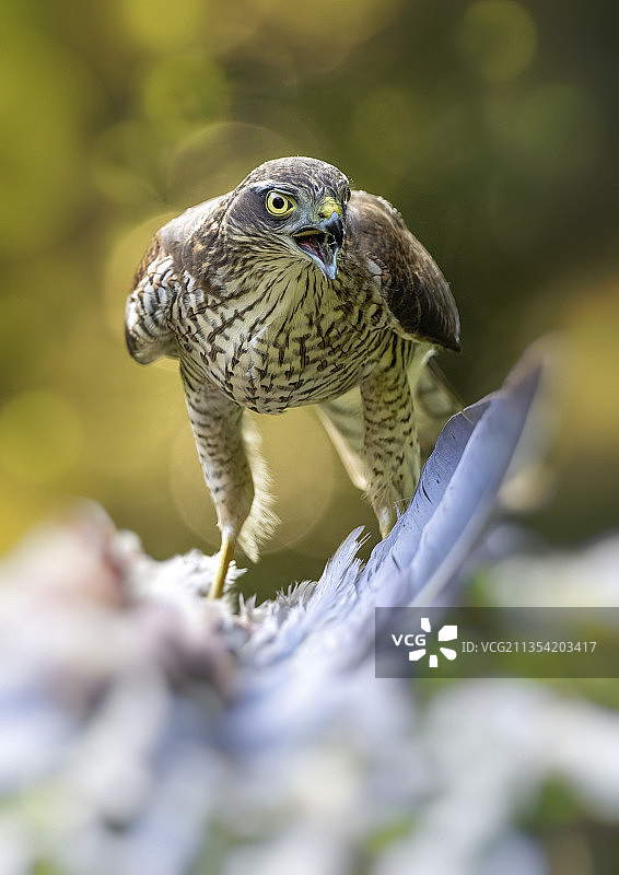 近距离拍摄：栖息在树枝上的猎隼，英国达勒姆图片素材