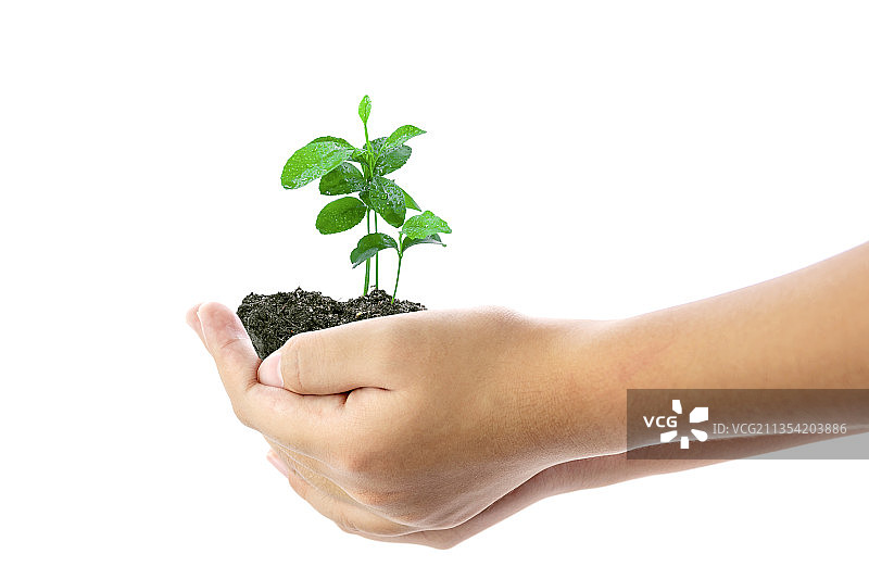 手拿植物，白色背景图片素材