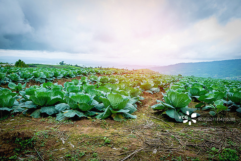 天空映衬下的农田风景图片素材