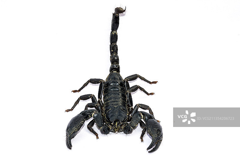 白色背景下蝎子的特写图片素材