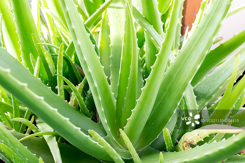芦荟植物的全景图片素材