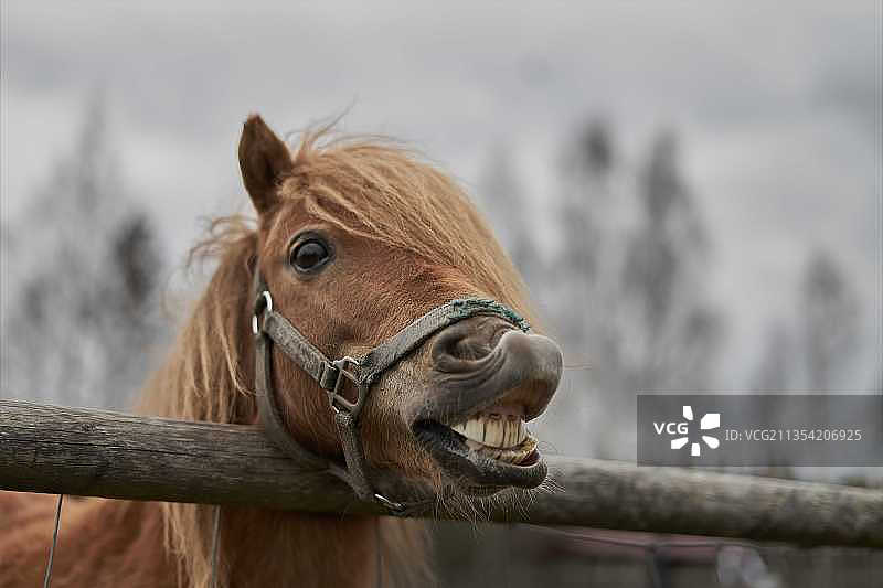 围栏边的矮种马特写图片素材
