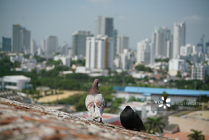 古城墙上俯瞰老城和前景中的鸽子图片素材