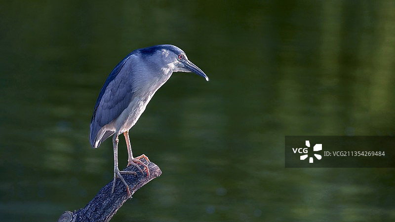 全神贯注的夜鹭图片素材