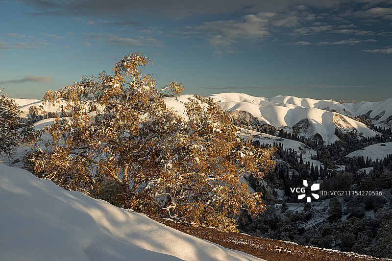 秋日的第一场雪，覆盖了山野，一颗古老的白桦树身披一身金色图片素材