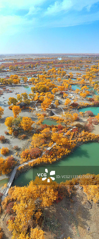 胡杨林的秋天图片素材