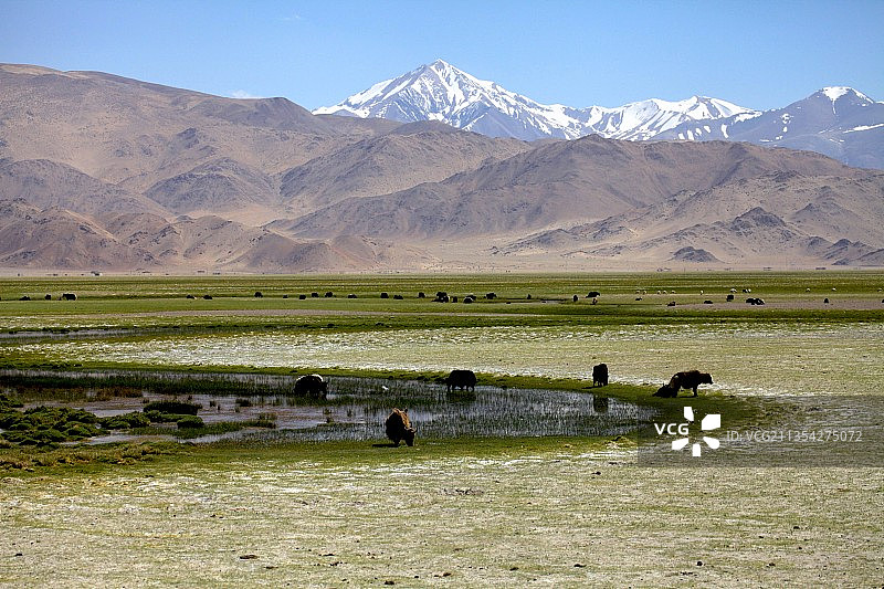 西藏阿里，雪山下的牦牛群图片素材