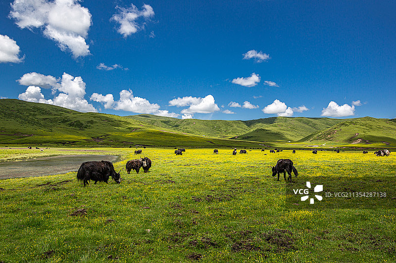 旅行、草原、草地、草坪、畜牧业、汽车广告、天空、高原、牧场图片素材