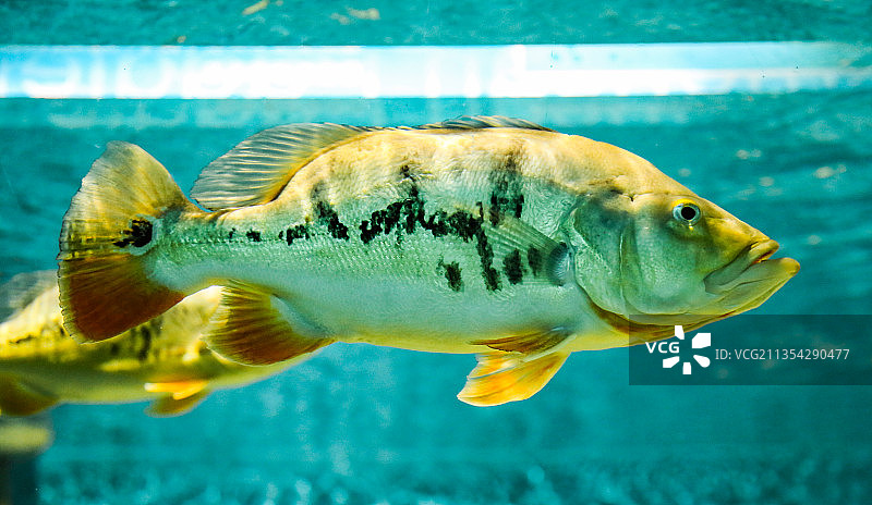 水族馆里的海鱼图片素材