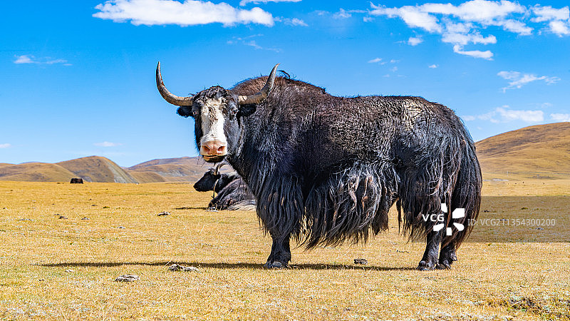 西藏牦牛图片素材