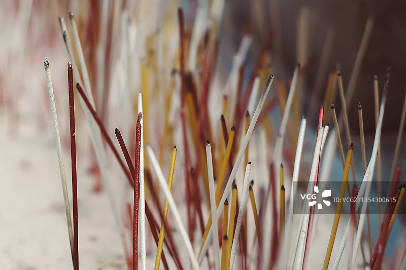 植物特写图片素材