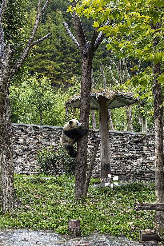 中国四川卧龙大熊猫保护区大熊猫国家公园图片素材